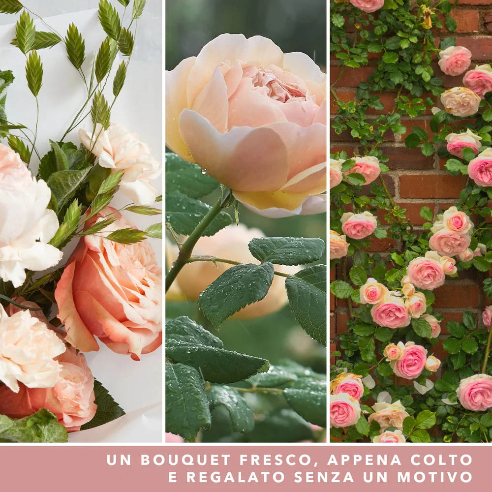 Immagine prodotto 3